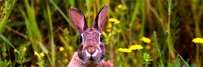 Bunny rabbit in spring