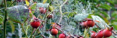 Spider webs and rosehips
